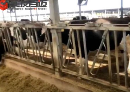 Cow shed
